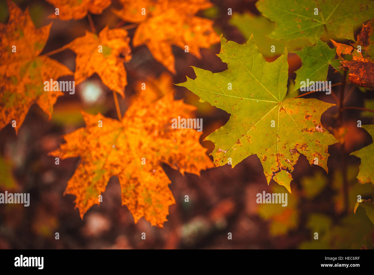 autumn leaves yellow and green leaves of the tree Stock Photo - Alamy