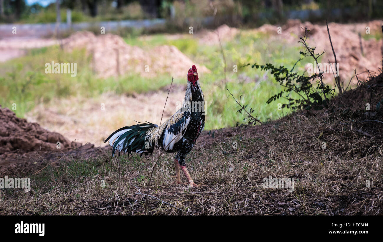 Red junglefawl, male chicken on lawn in Thailand, full body Stock Photo