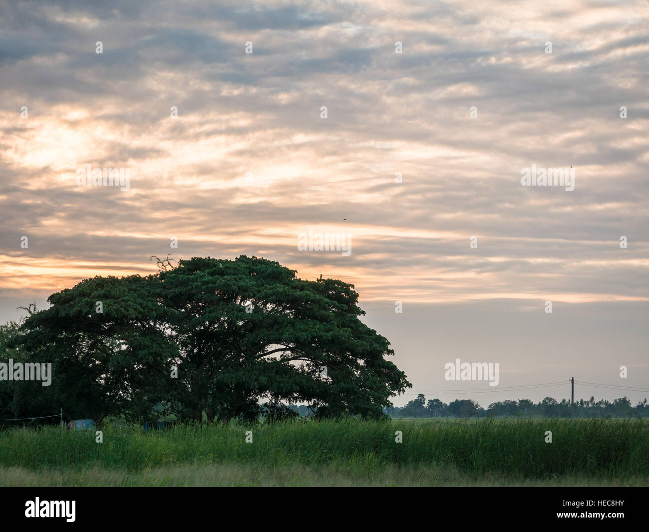 scenic lonely big tree on a meadow with sunrise, landscape in Thailand Stock Photo