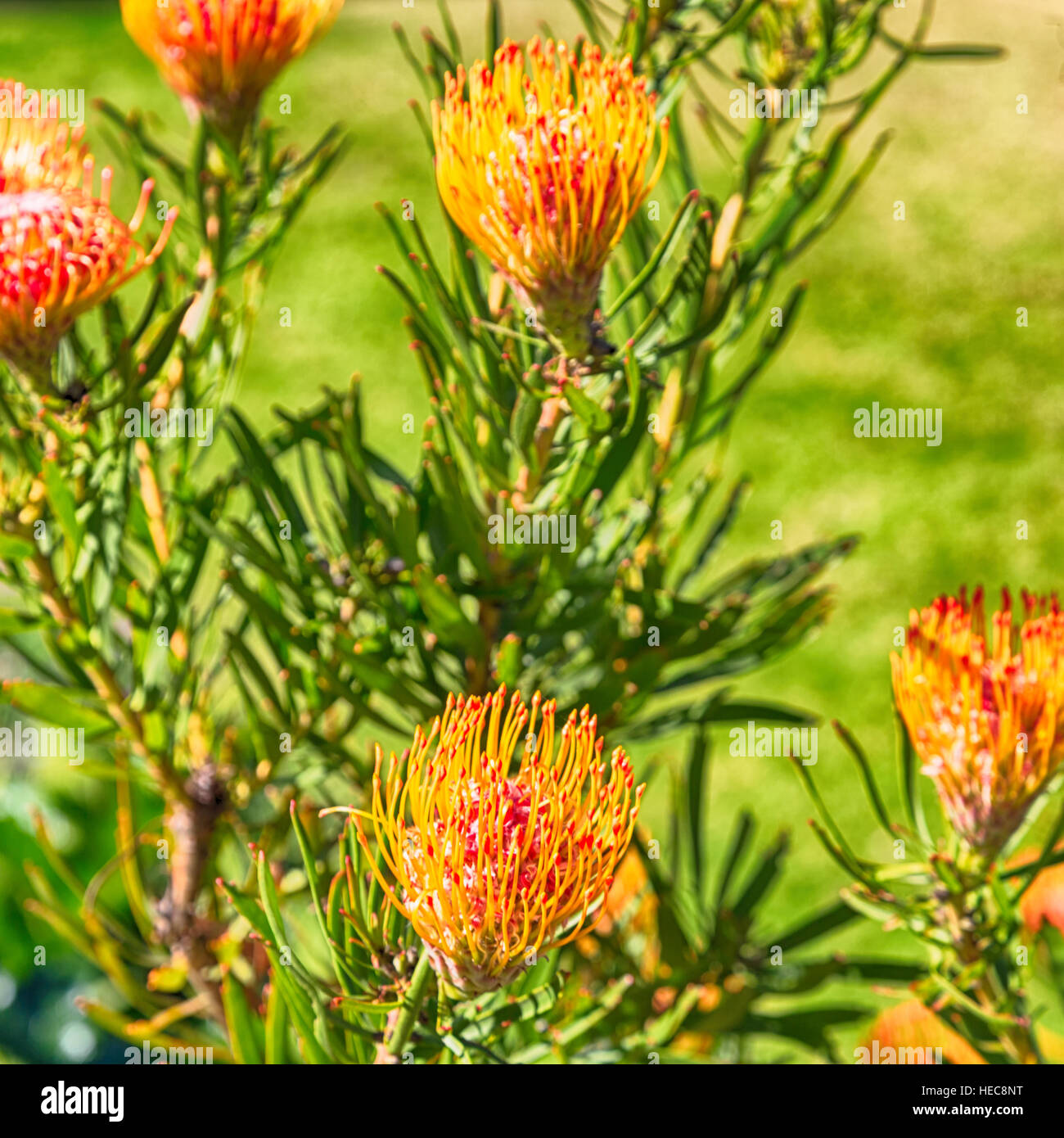 blur in south africa close up of the    red orange cactus flower and garden Stock Photo