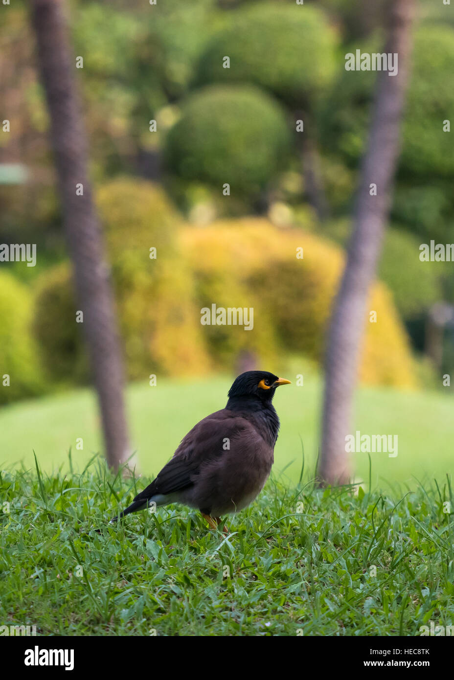 The common myna (Acridotheres tristis) green grass feild with copy space Stock Photo