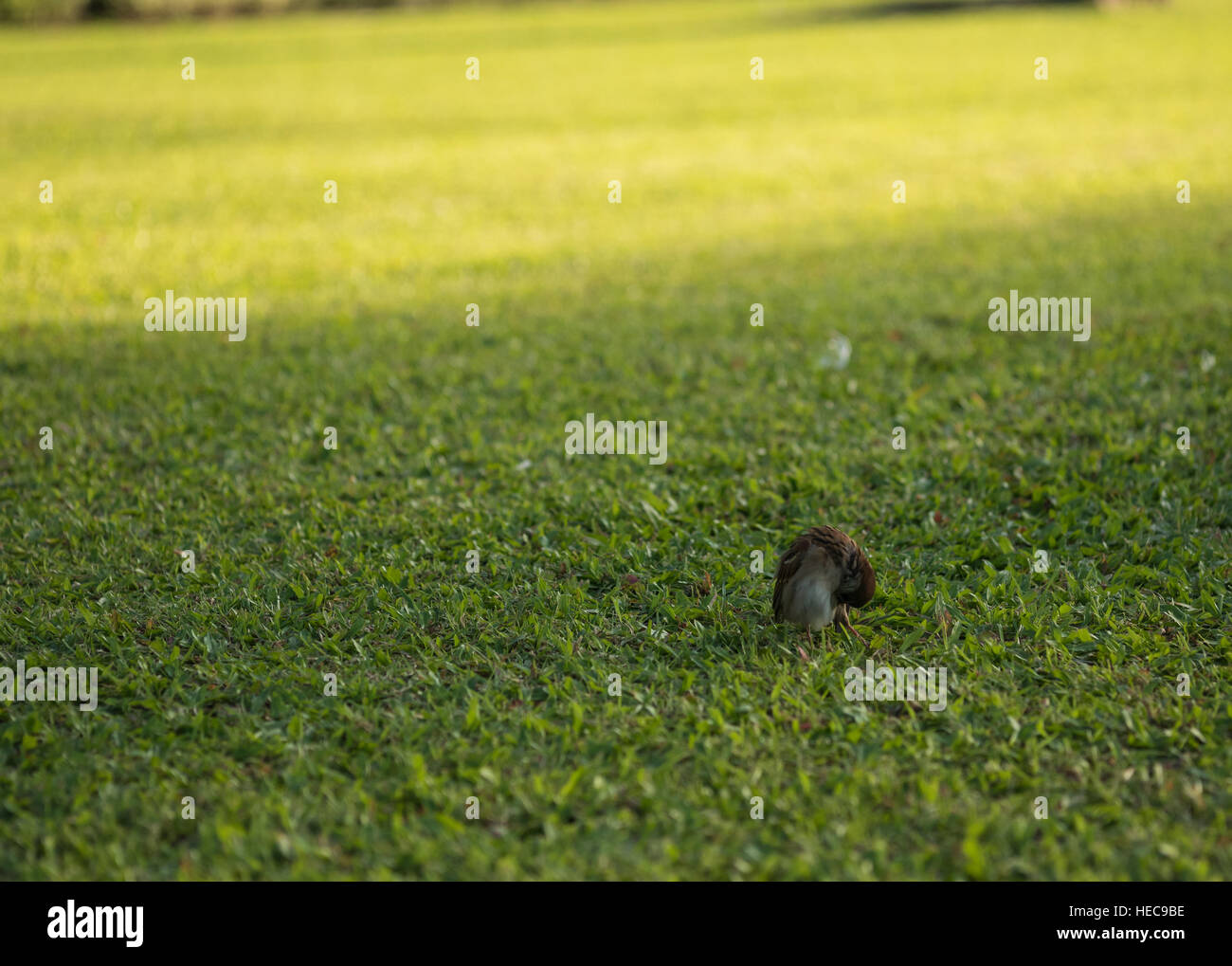 sparrow stand on the grass with copy space Stock Photo