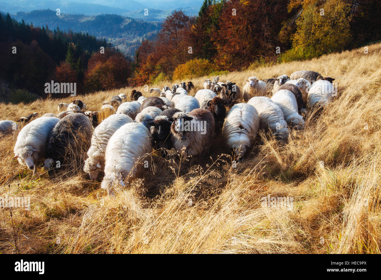 herd of sheep on a mountain meadow Stock Photo - Alamy