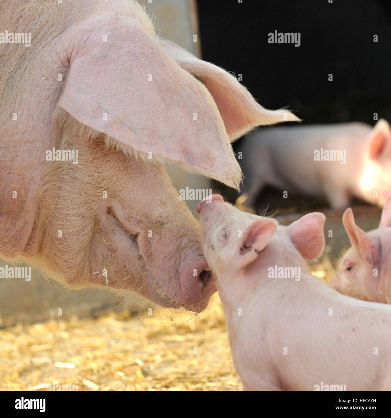 female pig and piglet Stock Photo