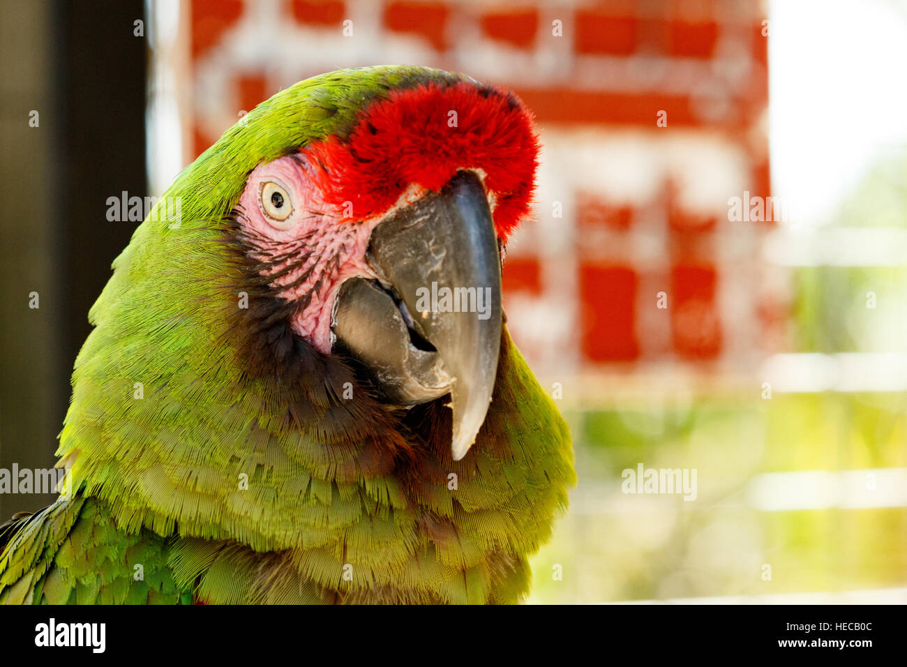 Green Parrot looking to the left with green background Stock Photo