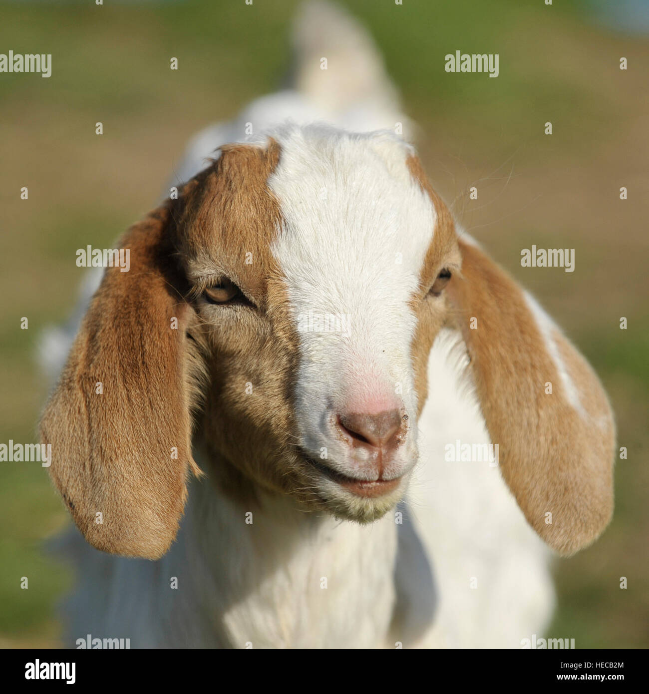 boer goat kid 2 weeks old Stock Photo - Alamy