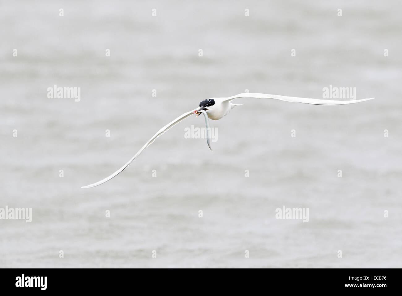 Sandwich tern (Sterna sandvicensis) flying over water with fish in bill, Texel, the Netherlands. Stock Photo
