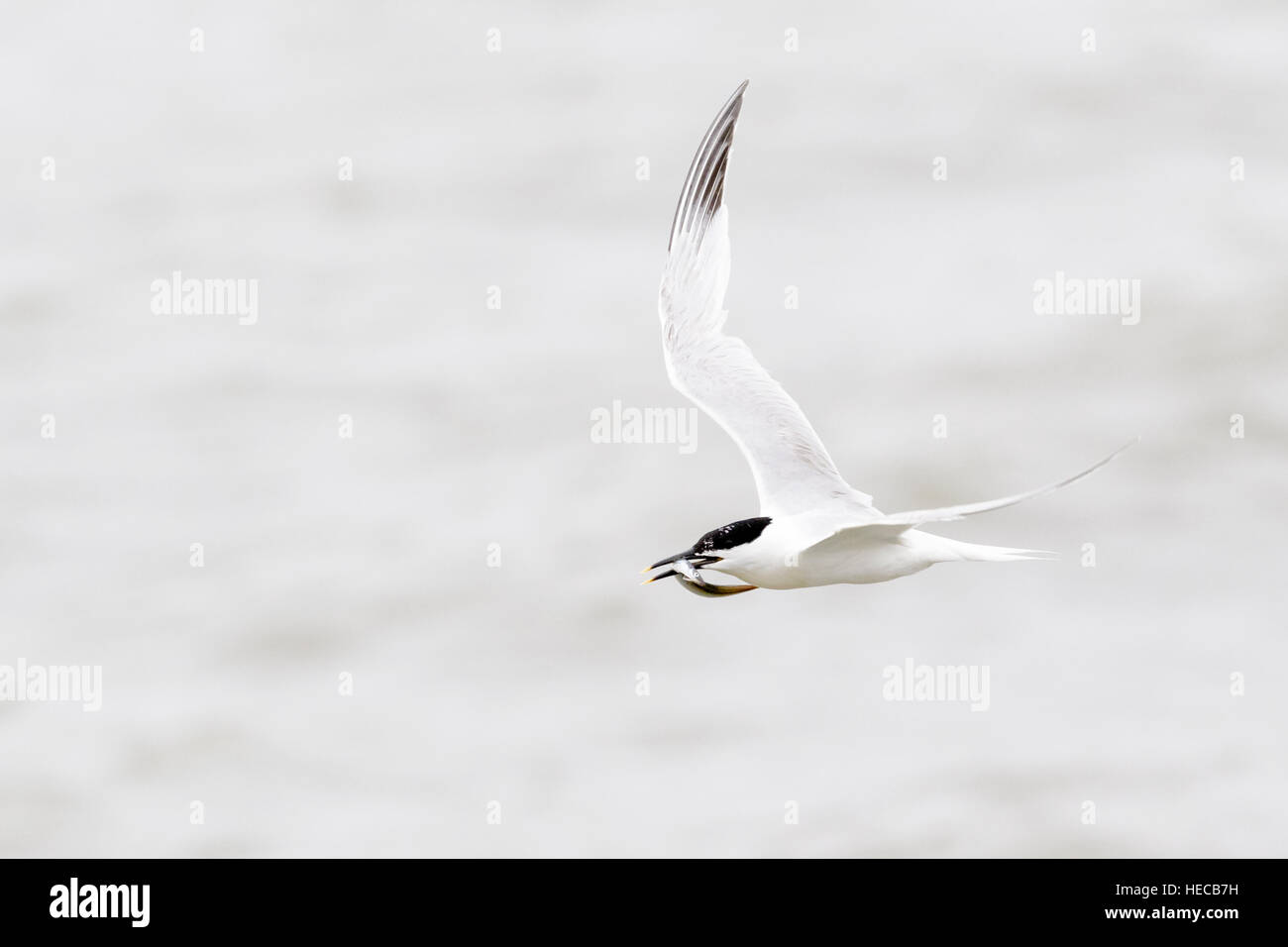 Sandwich tern (Sterna sandvicensis) flying over water with fish in bill, Texel, the Netherlands. Stock Photo