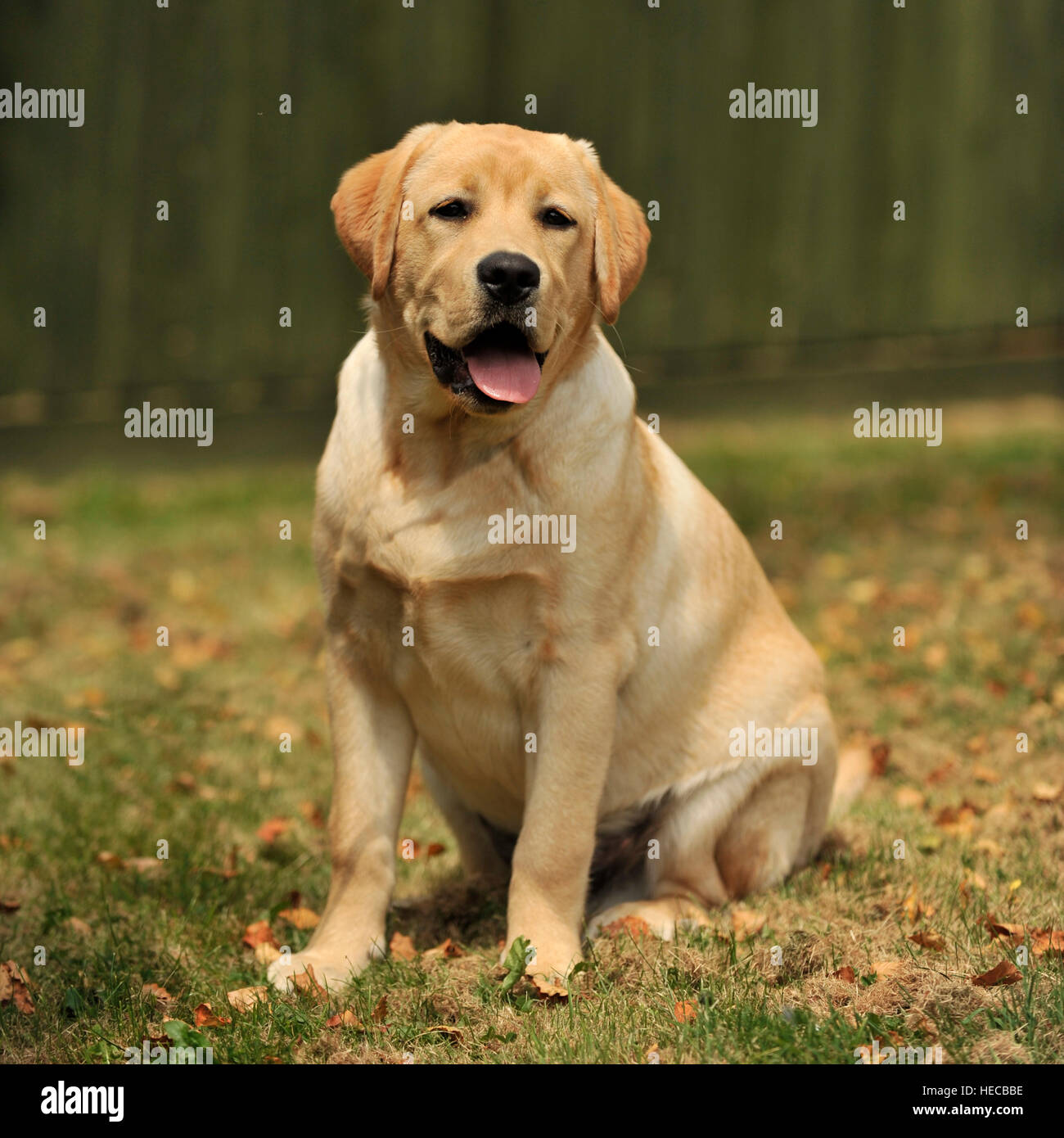Labrador Yellow Stock Photo Alamy Labrador Yellow Stock Photo Alamy