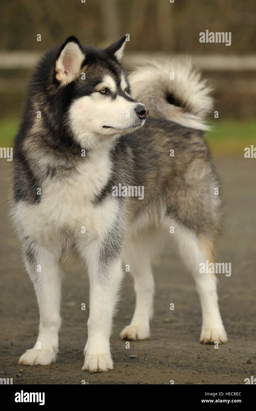 how big does a male alaskan malamute get