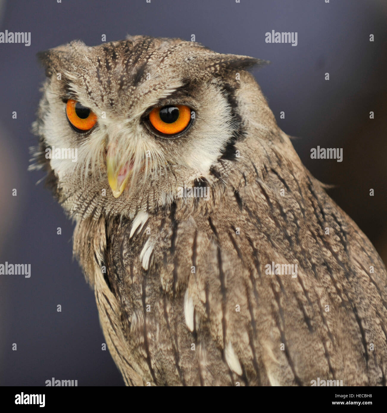 white faced owl Stock Photo