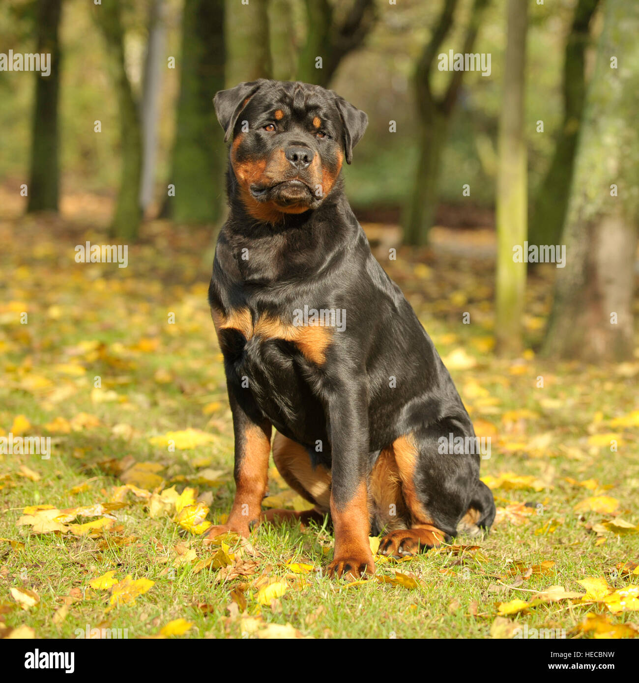 rottweiler shiny coat