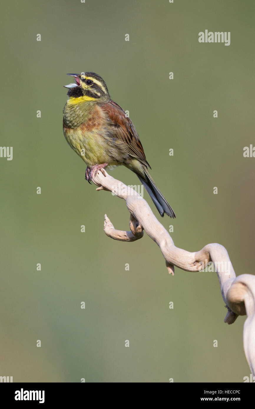 Cirl Bunting (Emberiza cirlus), adult male singing from a dead branch Stock Photo