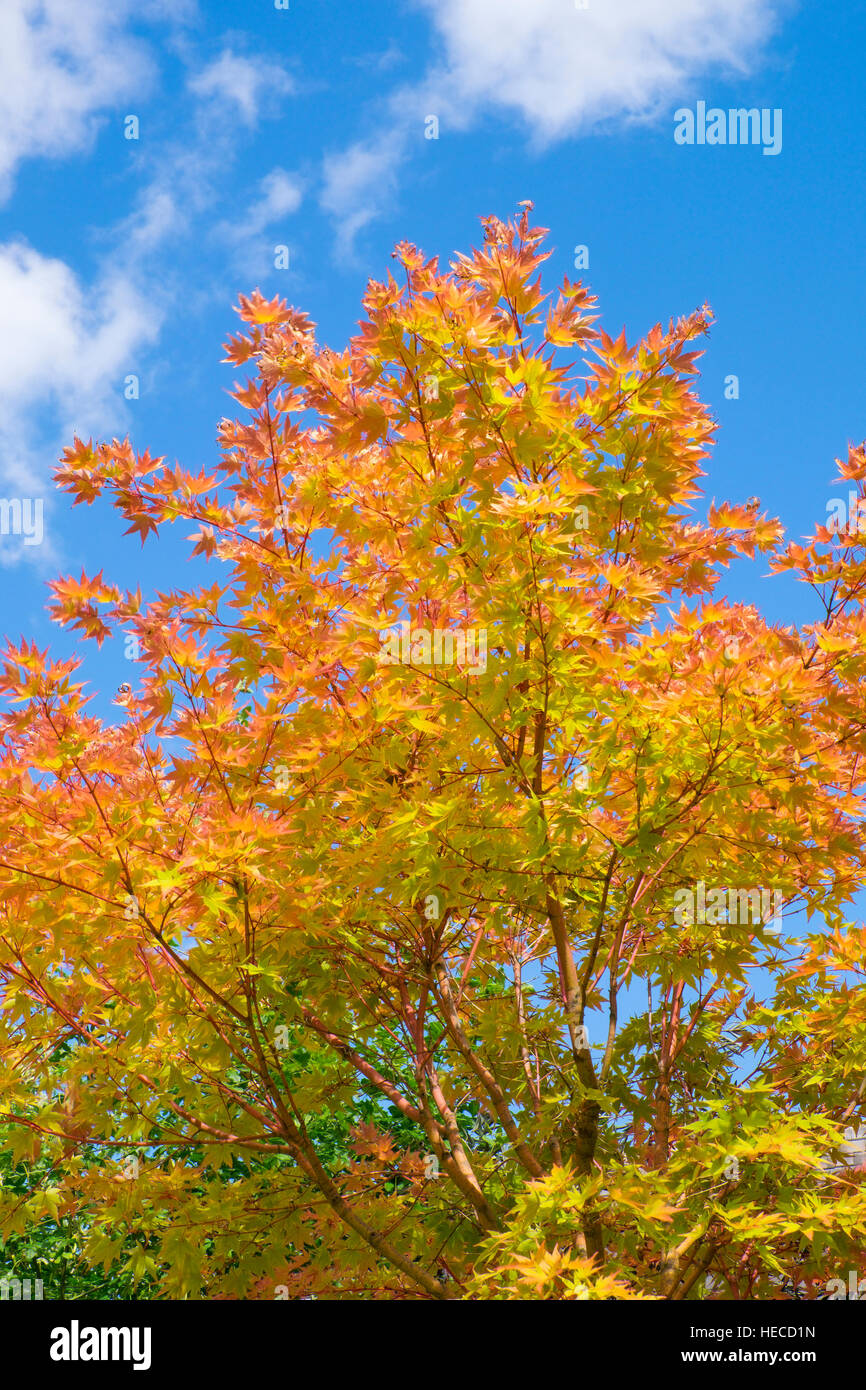 Maple leaves against a blue sky Stock Photo - Alamy