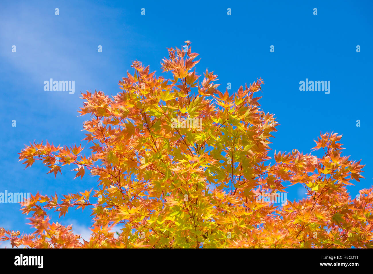 Orange and yellow maple leaves hi-res stock photography and images - Alamy
