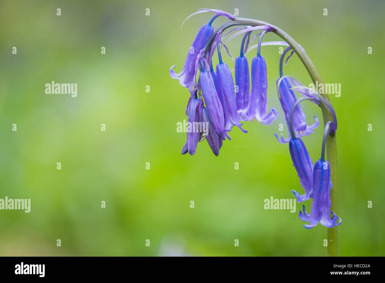 A native British Bluebell. Stock Photo