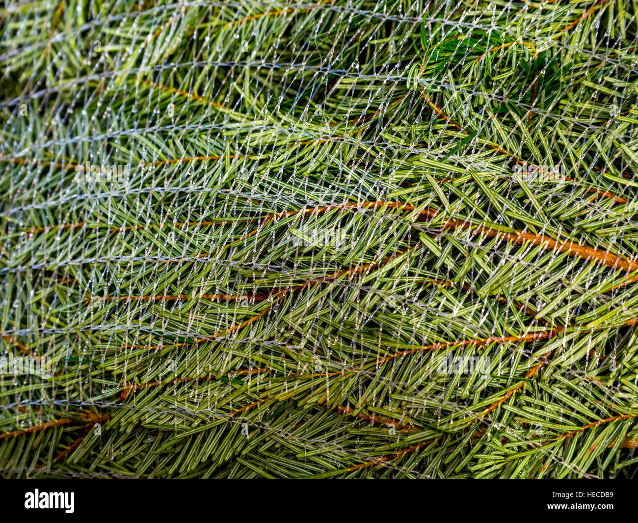 Christmas Tree in Netting Stock Photo Alamy