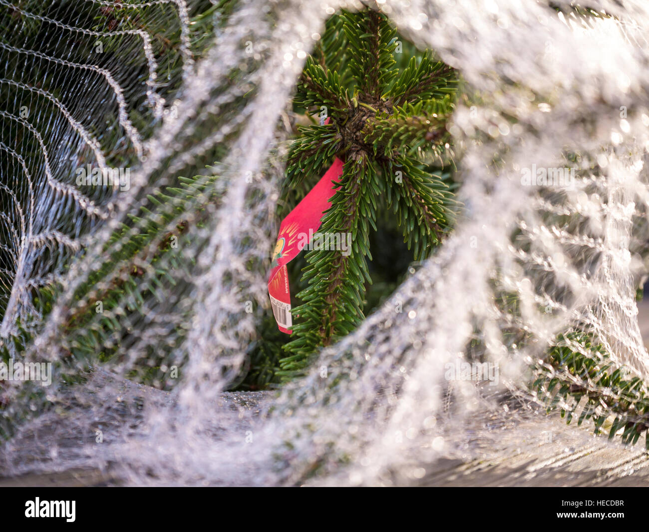 Christmas Tree in Netting Stock Photo Alamy