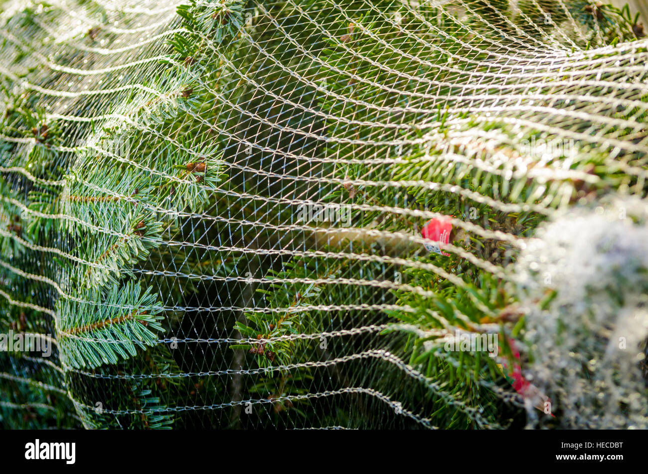 Christmas Tree in Netting Stock Photo Alamy