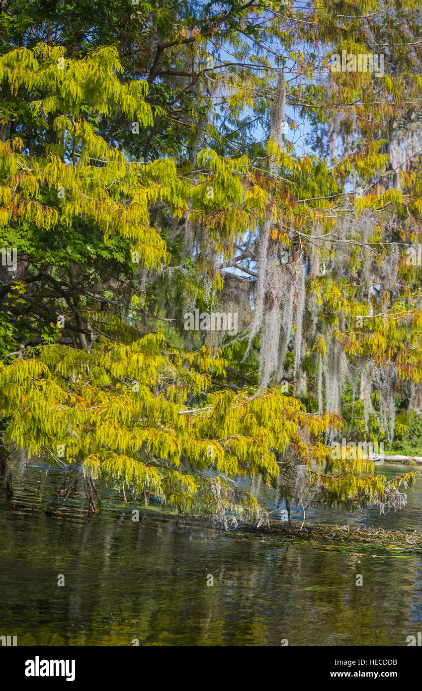 Silver Springs State Park is located in Ocala, Florida, and is home to