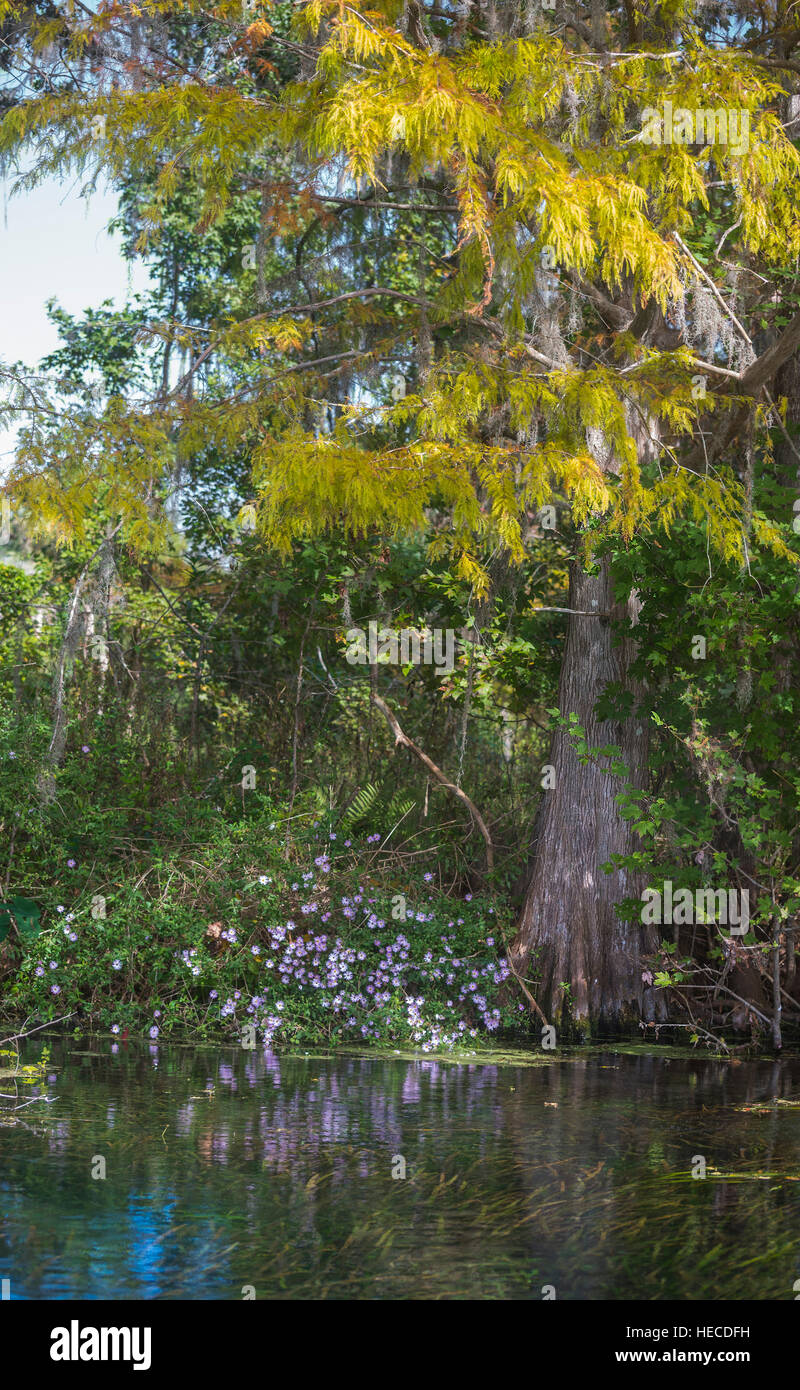 Silver Springs State Park is located in Ocala, Florida, and is home to