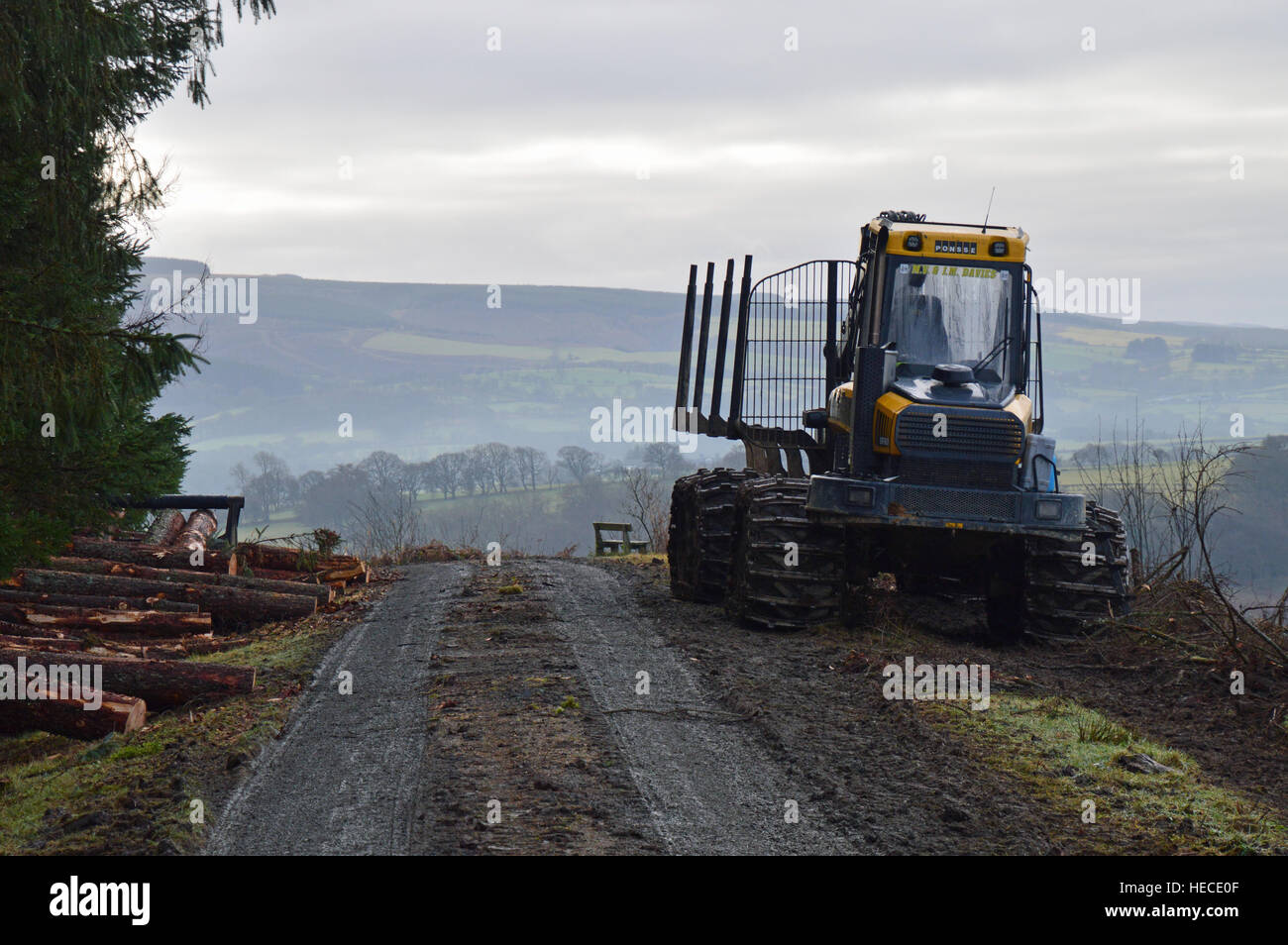 Forestry equipment with felled larch trees (for disease control) Garth Bank, Garth, Powys, Wales Stock Photo