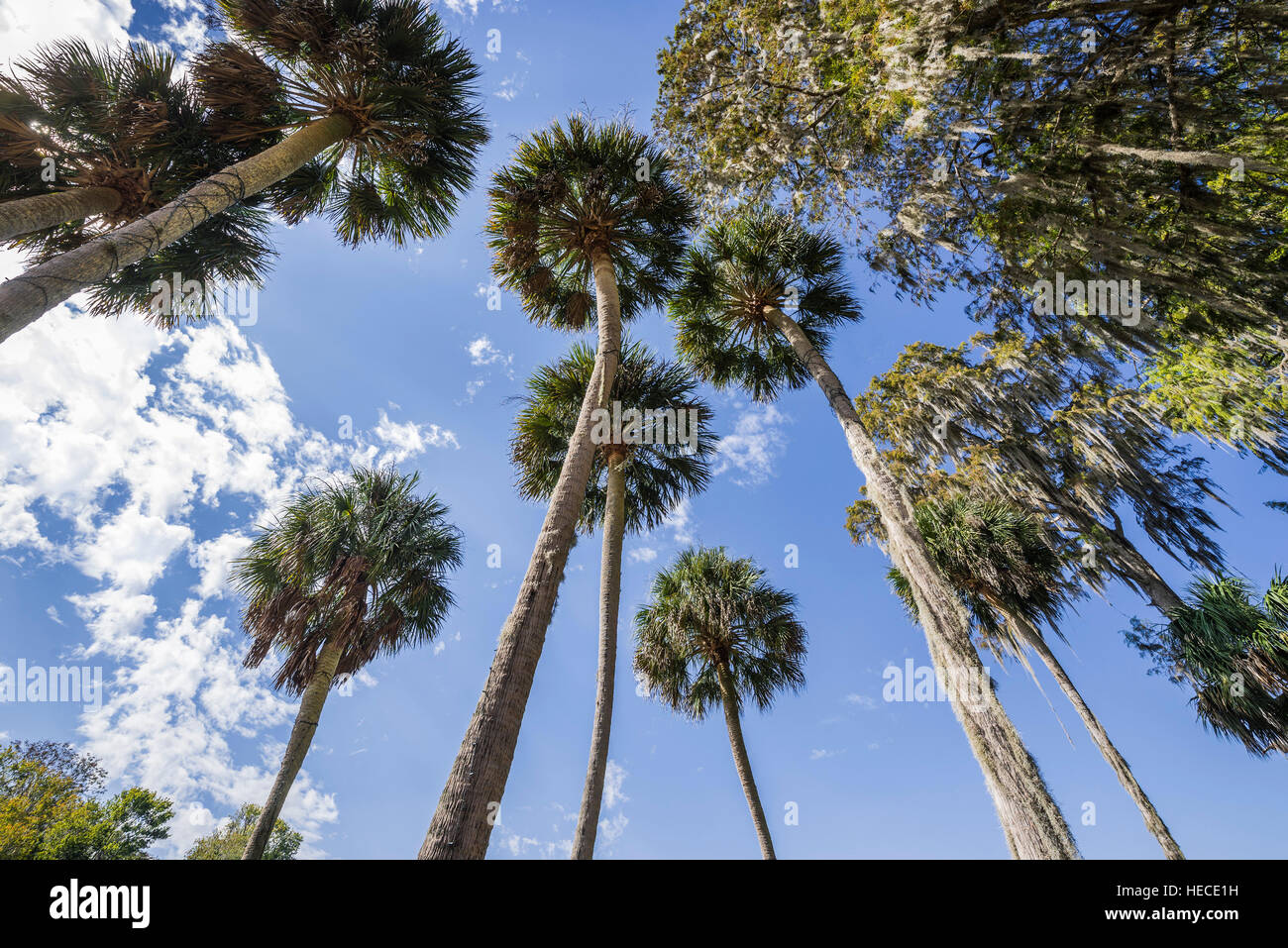 Silver Springs State Park is located in Ocala, Florida, and is home to