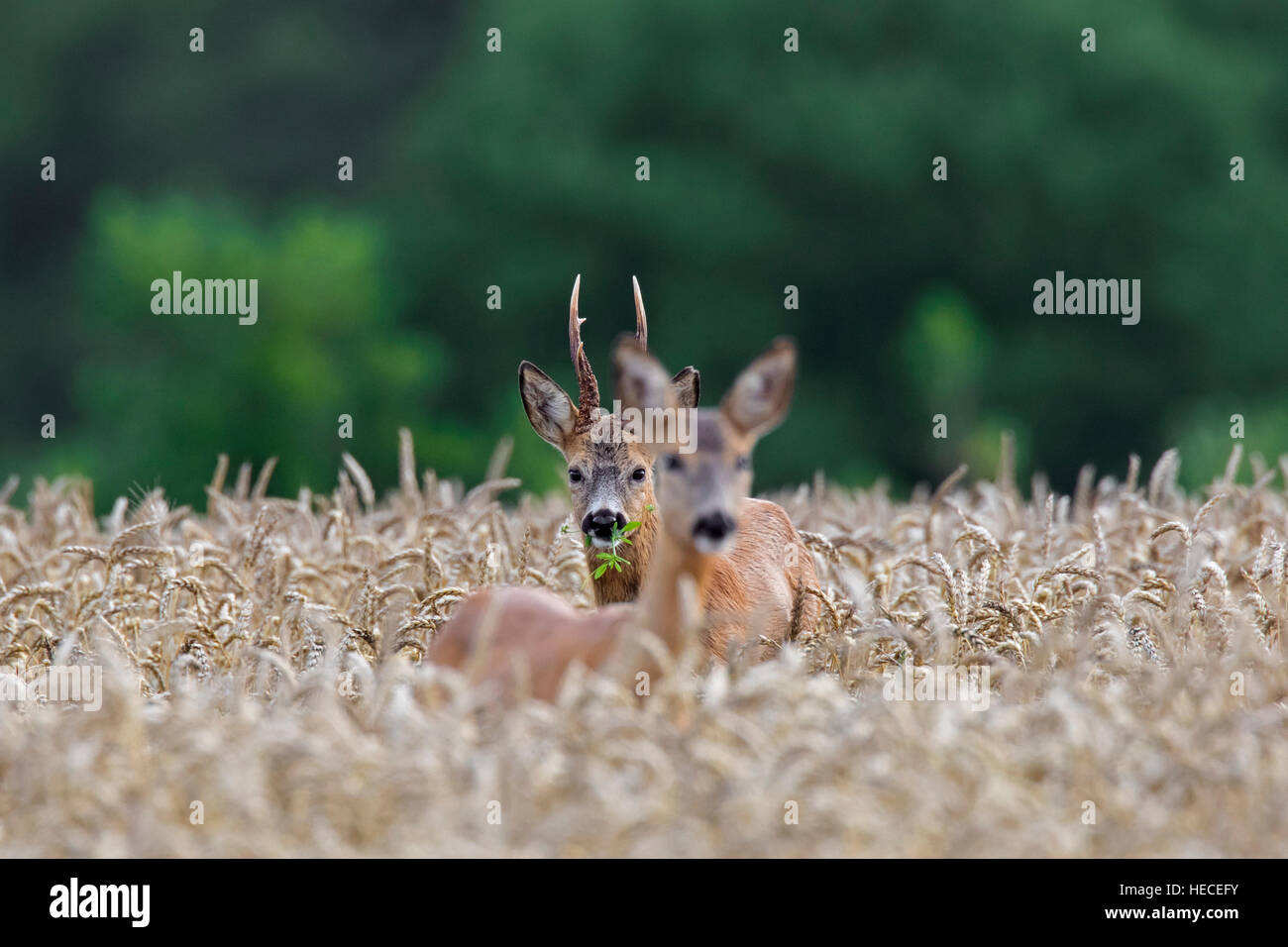 European roe deer (Capreolus capreolus) buck chasing doe in wheat field during the rut in summer Stock Photo