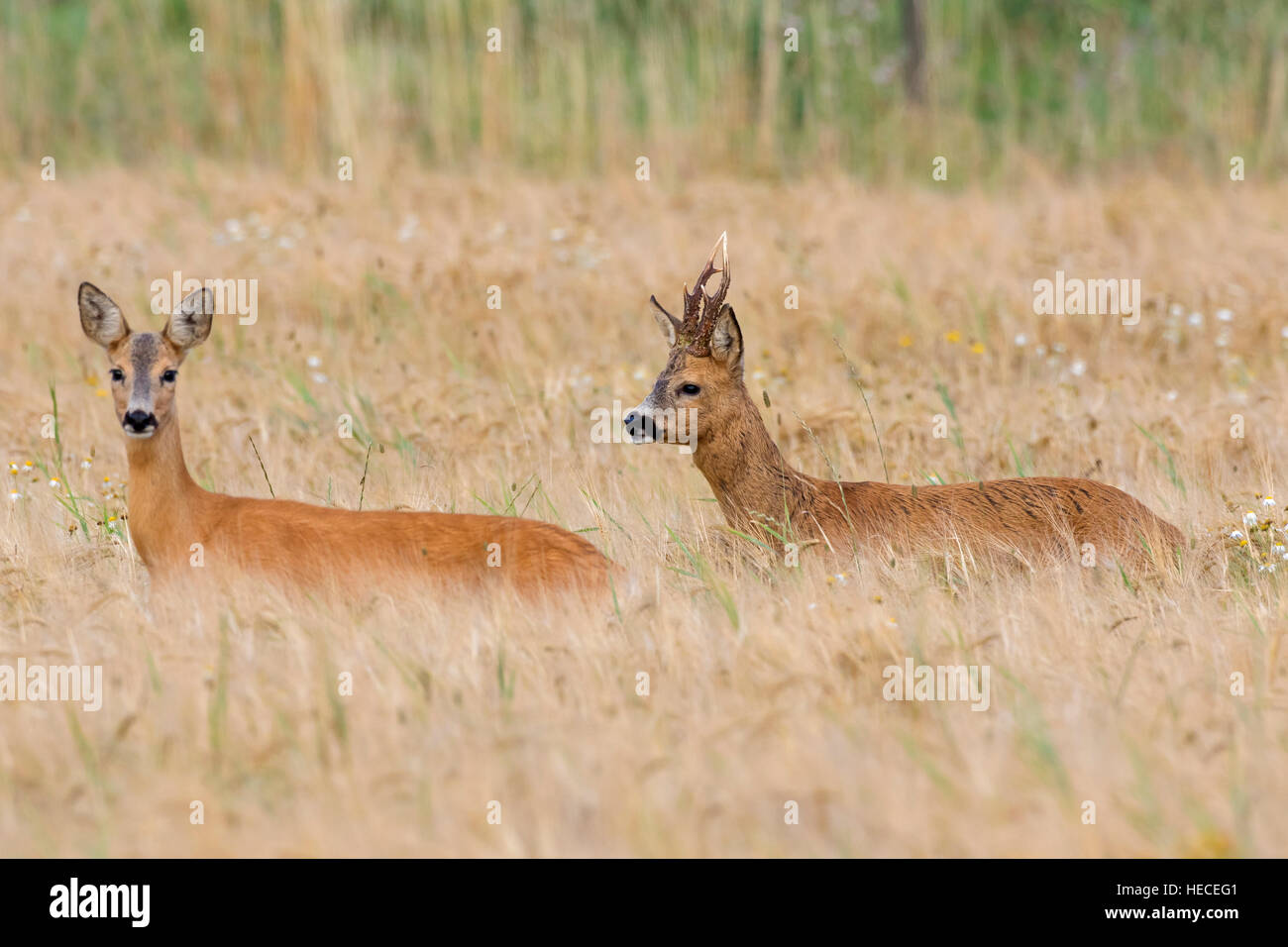 European roe deer (Capreolus capreolus) buck chasing doe in wheat field during the rut in summer Stock Photo