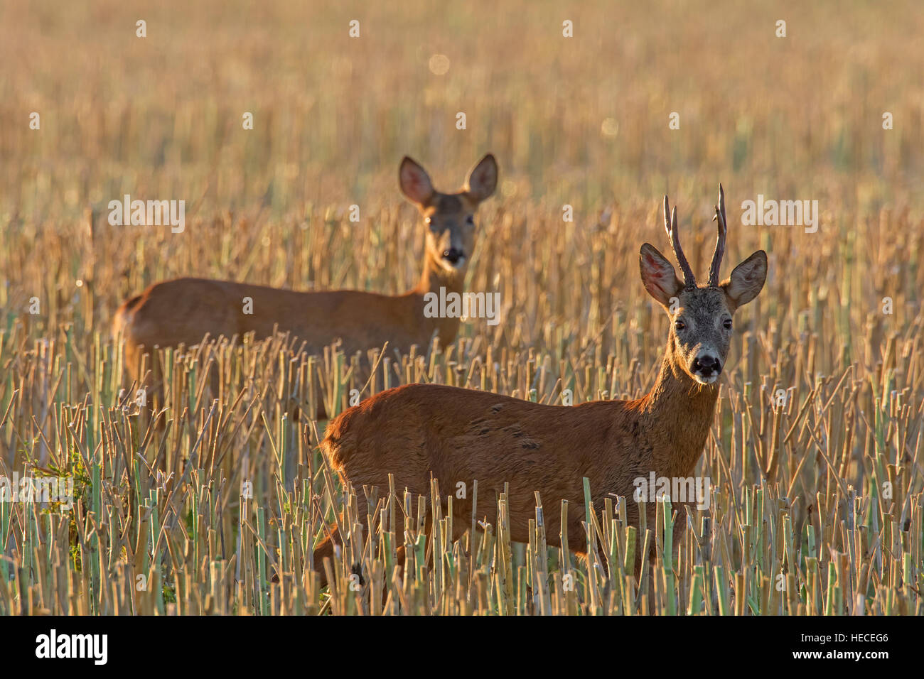 European roe deer (Capreolus capreolus) buck chasing doe in wheat field during the rut in summer Stock Photo