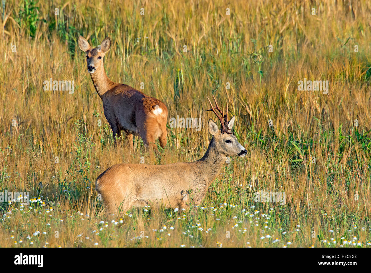 European roe deer (Capreolus capreolus) buck and doe in wheat field during the rut in summer Stock Photo