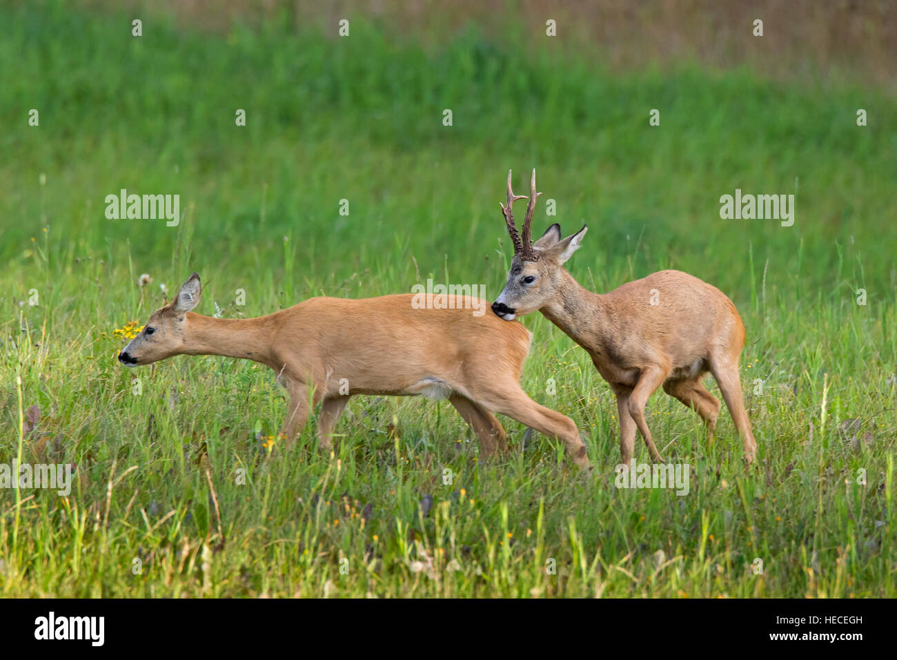 European roe deer (Capreolus capreolus) buck chasing doe in heat before mating during the rut in summer Stock Photo