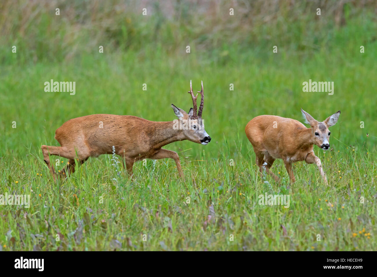 European roe deer (Capreolus capreolus) buck chasing doe in heat before