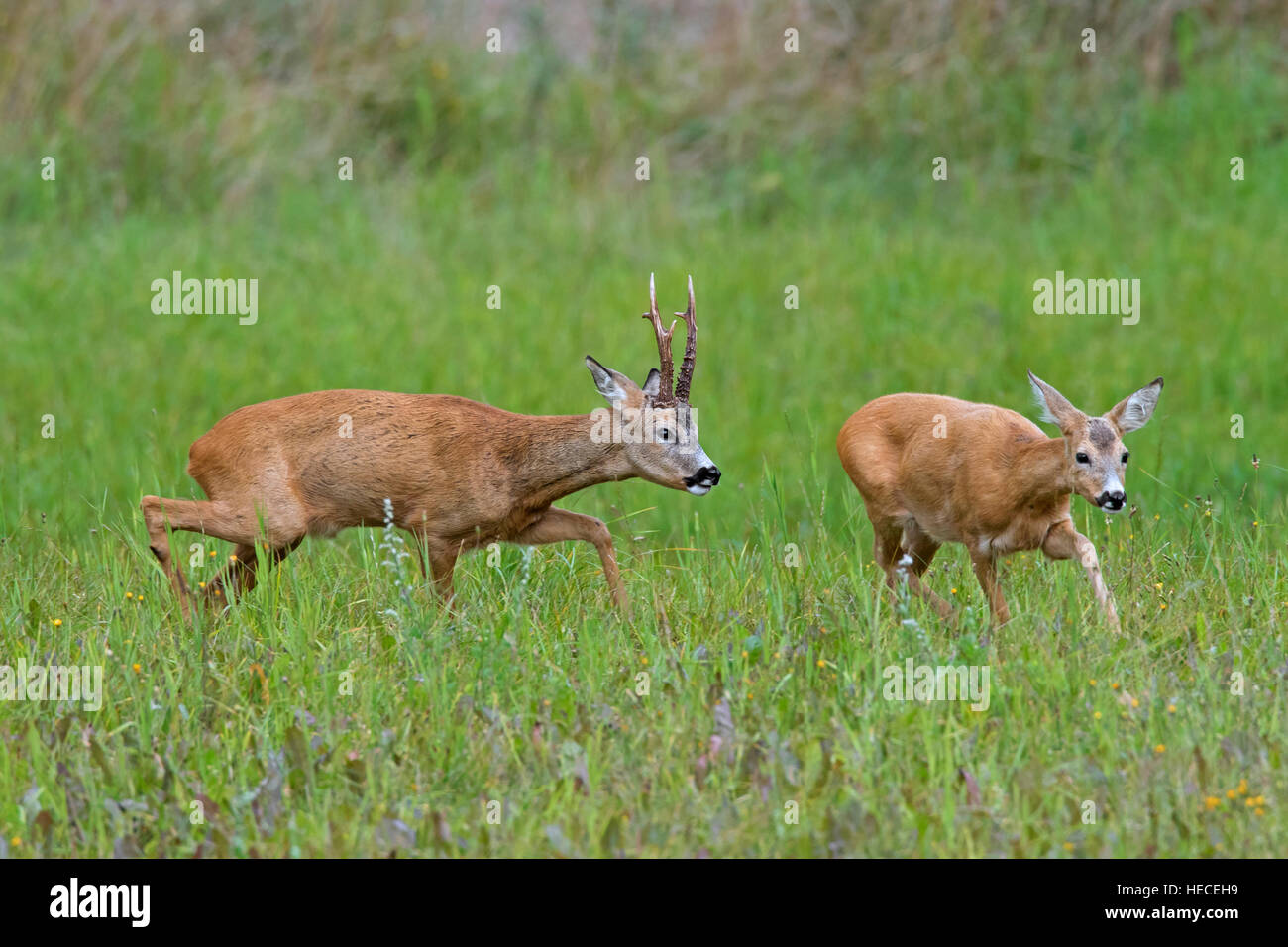 European roe deer (Capreolus capreolus) buck chasing doe in heat before mating during the rut in summer Stock Photo
