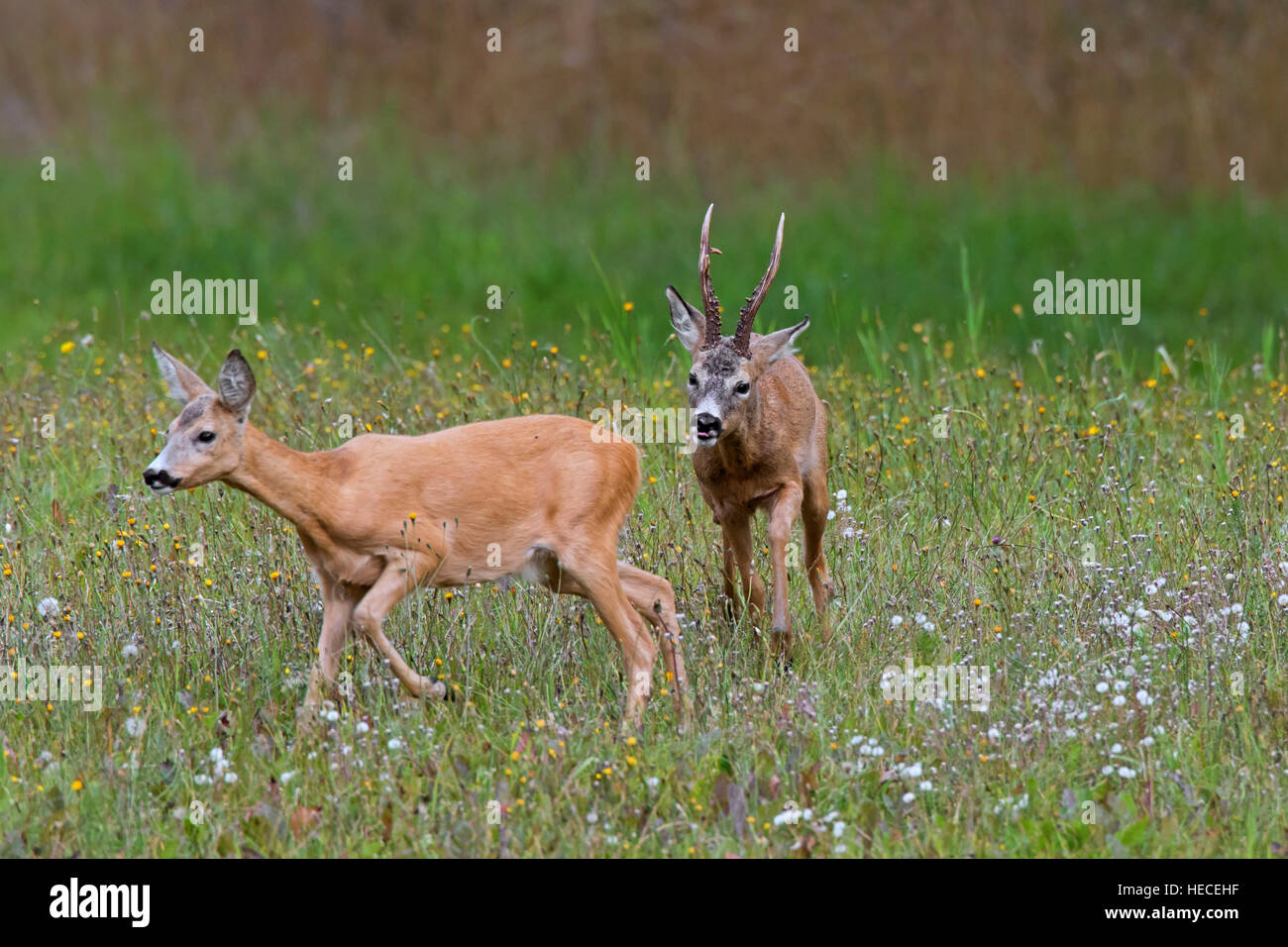 European roe deer (Capreolus capreolus) buck chasing doe in heat before mating during the rut in summer Stock Photo