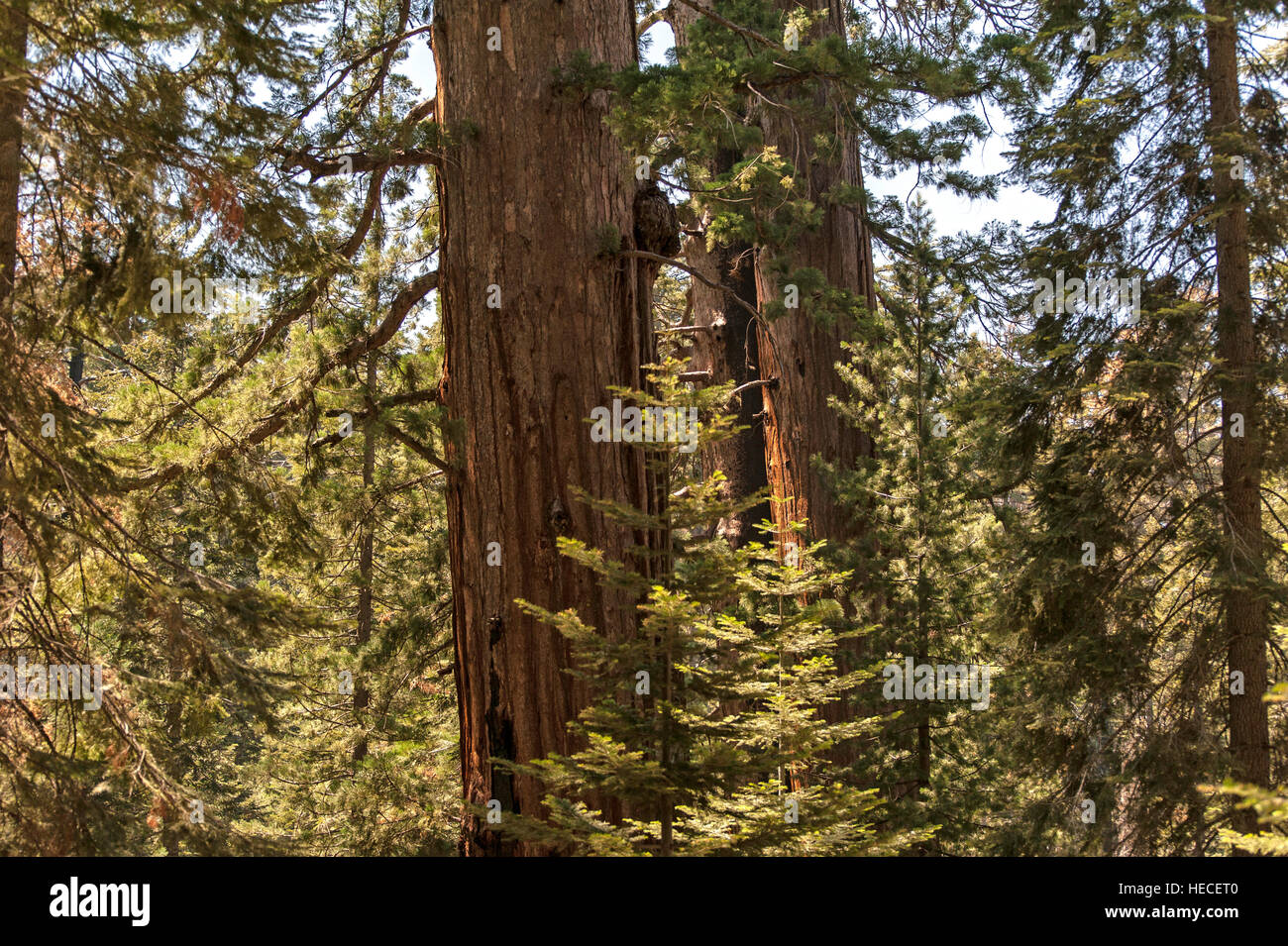 Mariposa Grove of Giant Sequoias Yosemite National Park USA Stock Photo