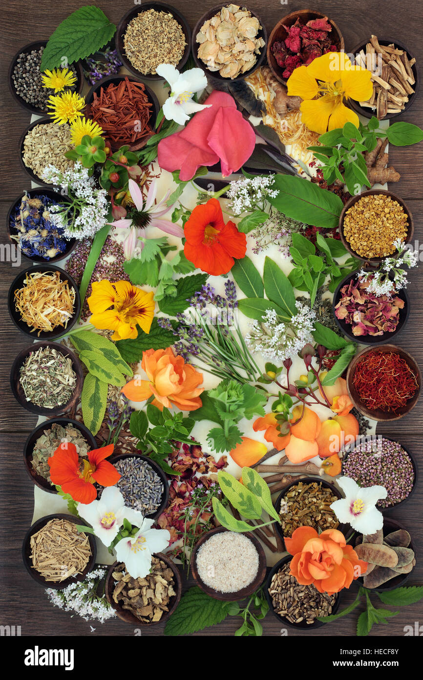 Flower and herb selection used in natural alternative herbal healing remedies on parchment and oak wood background. Stock Photo