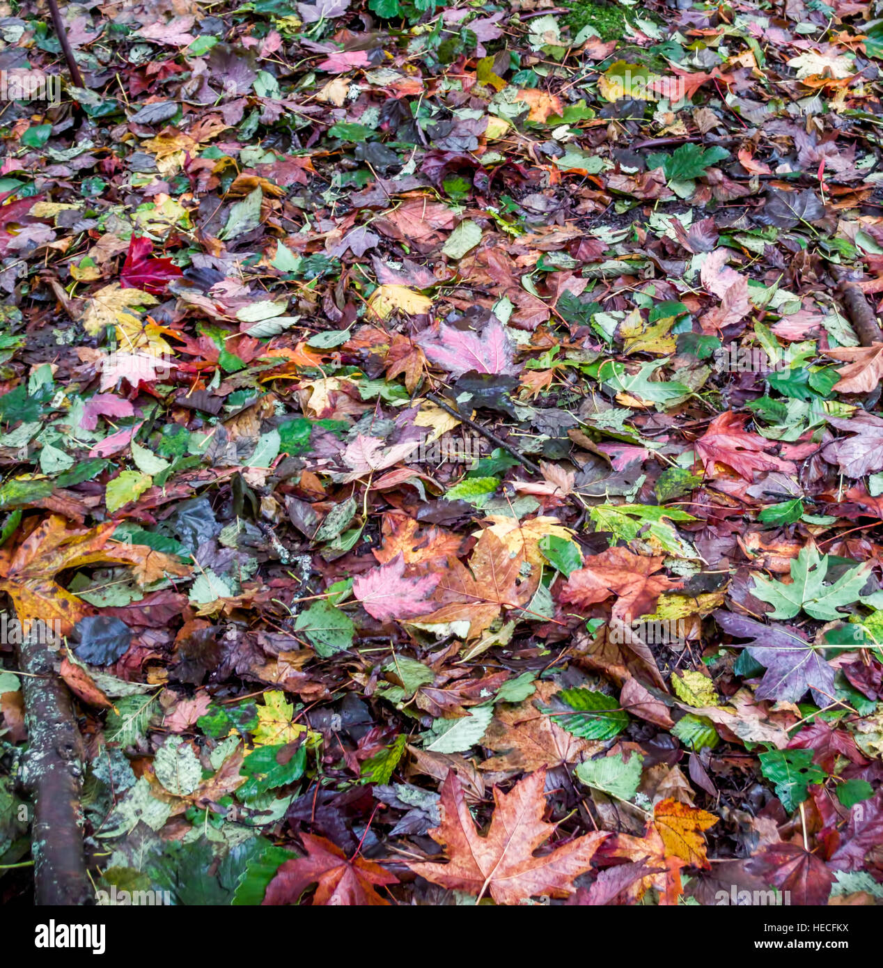 Colorful fall leaves cover the ground. Stock Photo