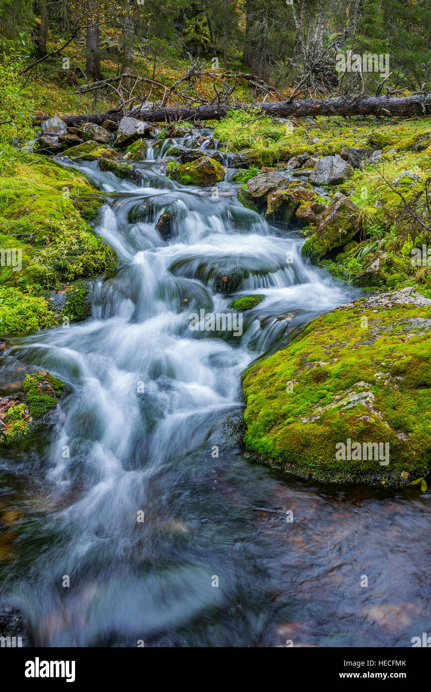 Small stream flowing in forest Stock Photo