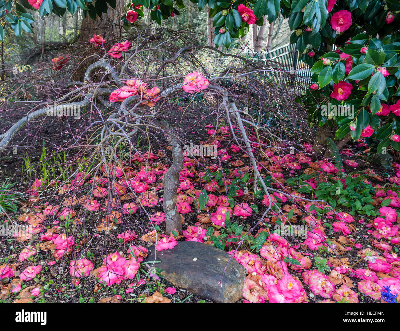 Pink flowers cover the ground in Spring. Shot taken in Seatac