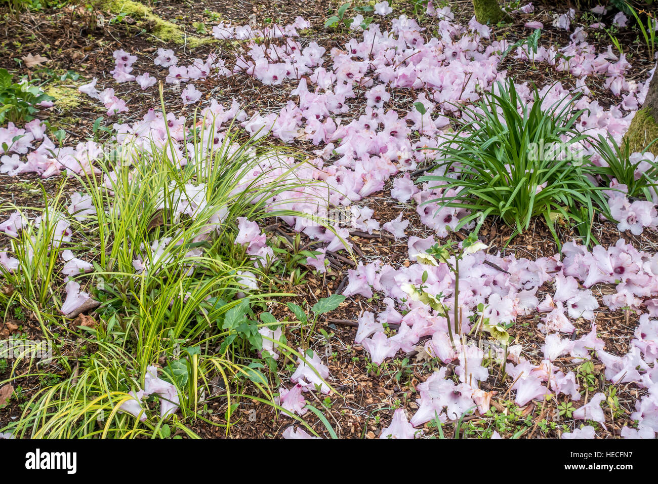Pink flowers cover the ground in Spring. Shot taken in Seatac