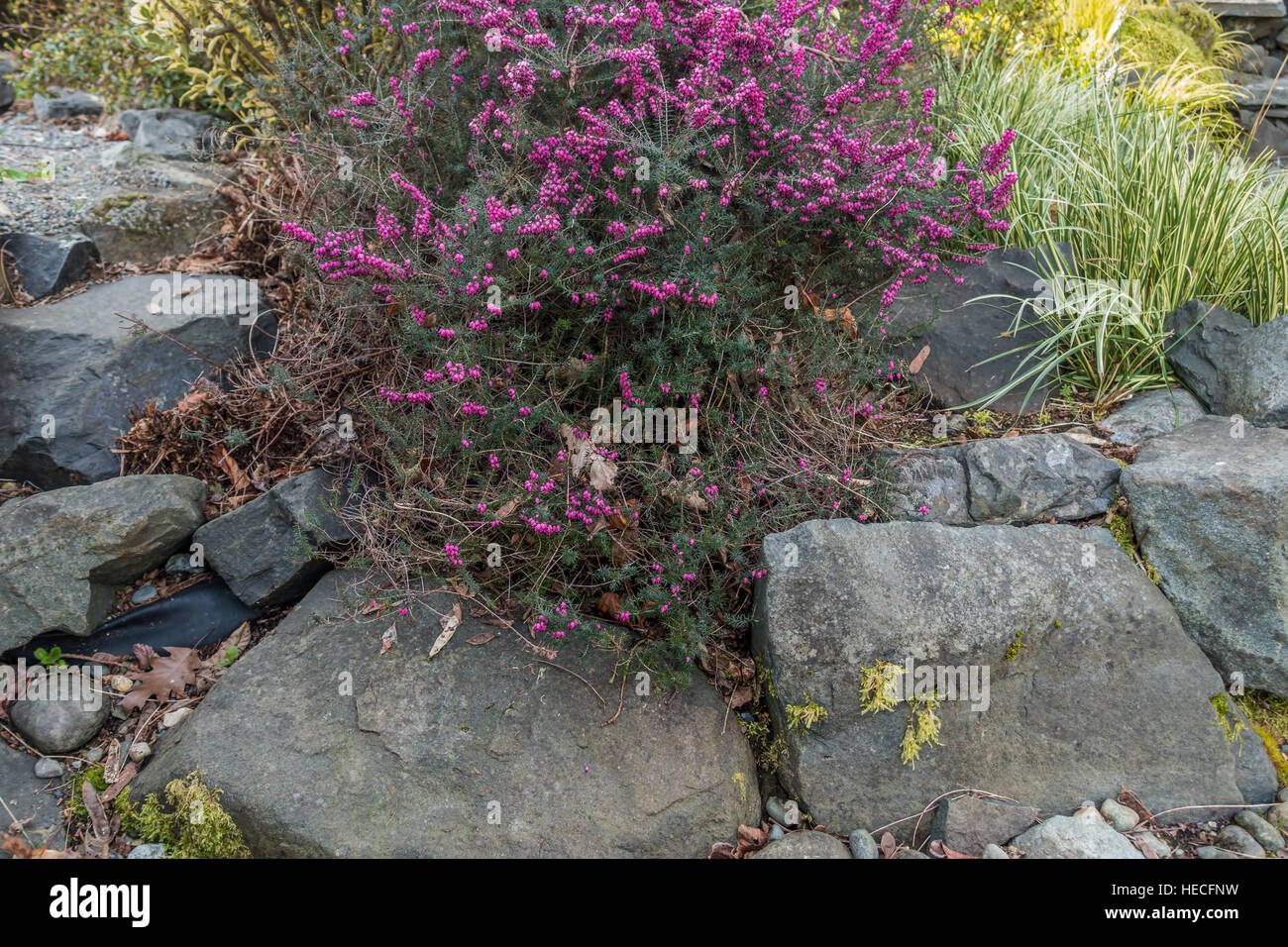Magenta blossoms splash across a rock wall. Stock Photo