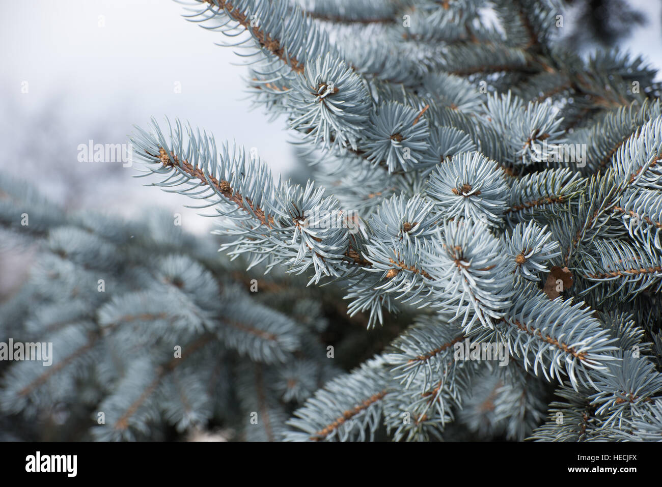 Vector pine tree hi-res stock photography and images - Alamy