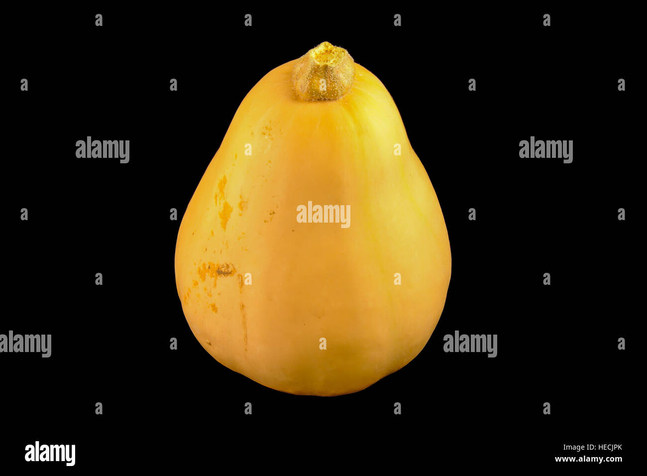 Yellow butternut squash or pumpkin, isolated on black (Cucurbita moschata) Stock Photo