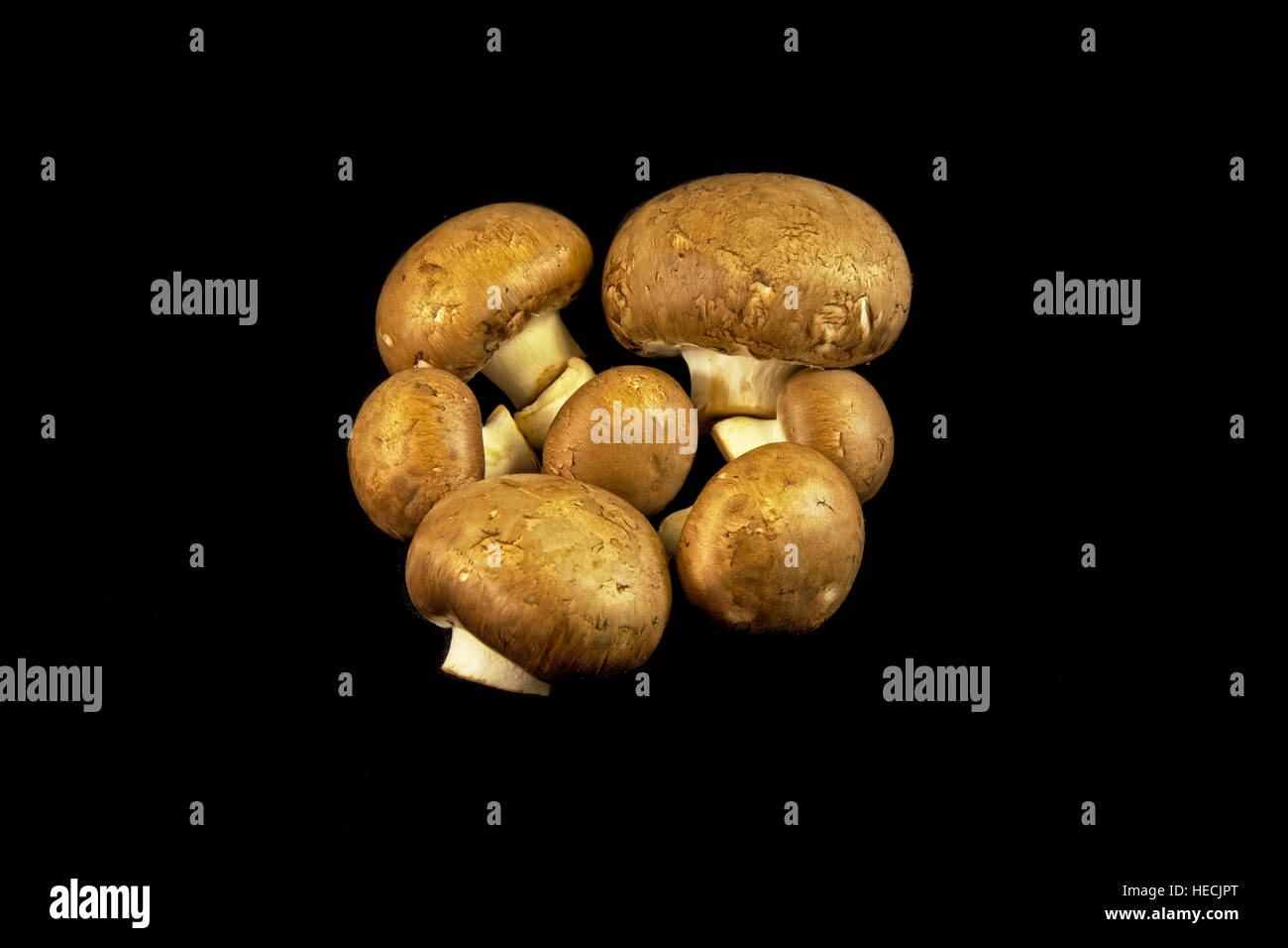 Chestnut or cremini mushrooms on black background (Agaricus bisporus Stock Photo Alamy