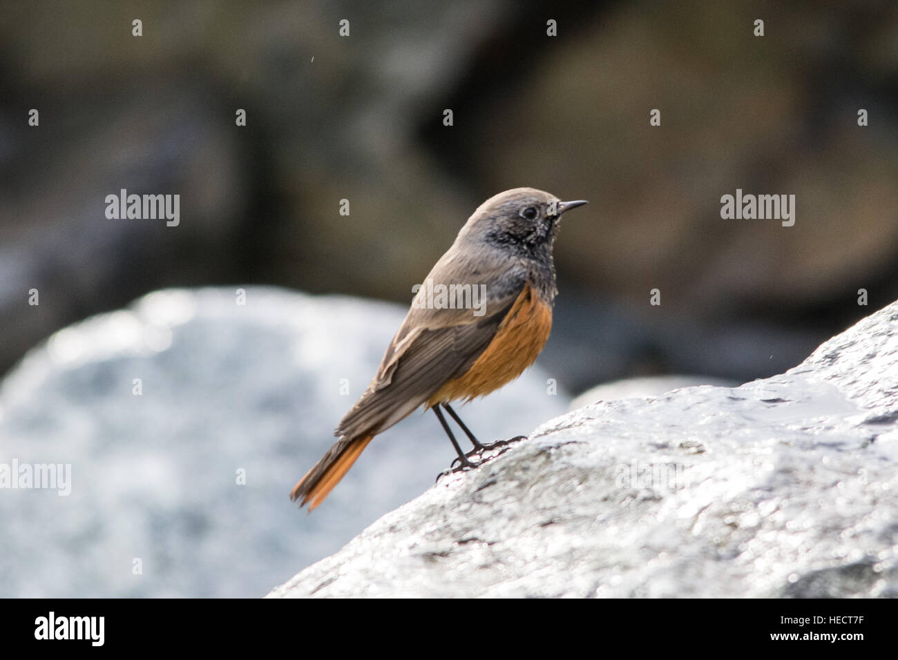 Mousehole, Cornwall, UK. 20th December 2016. A very rare Eastern Black Redstart bird(Phoenicurus ochruros phoenicuroides) has shown up on the seafront at Mousehole. Bird watchers are starting to gather in increasing numbers to see the bird. Credit: cwallpix/Alamy Live News Stock Photo