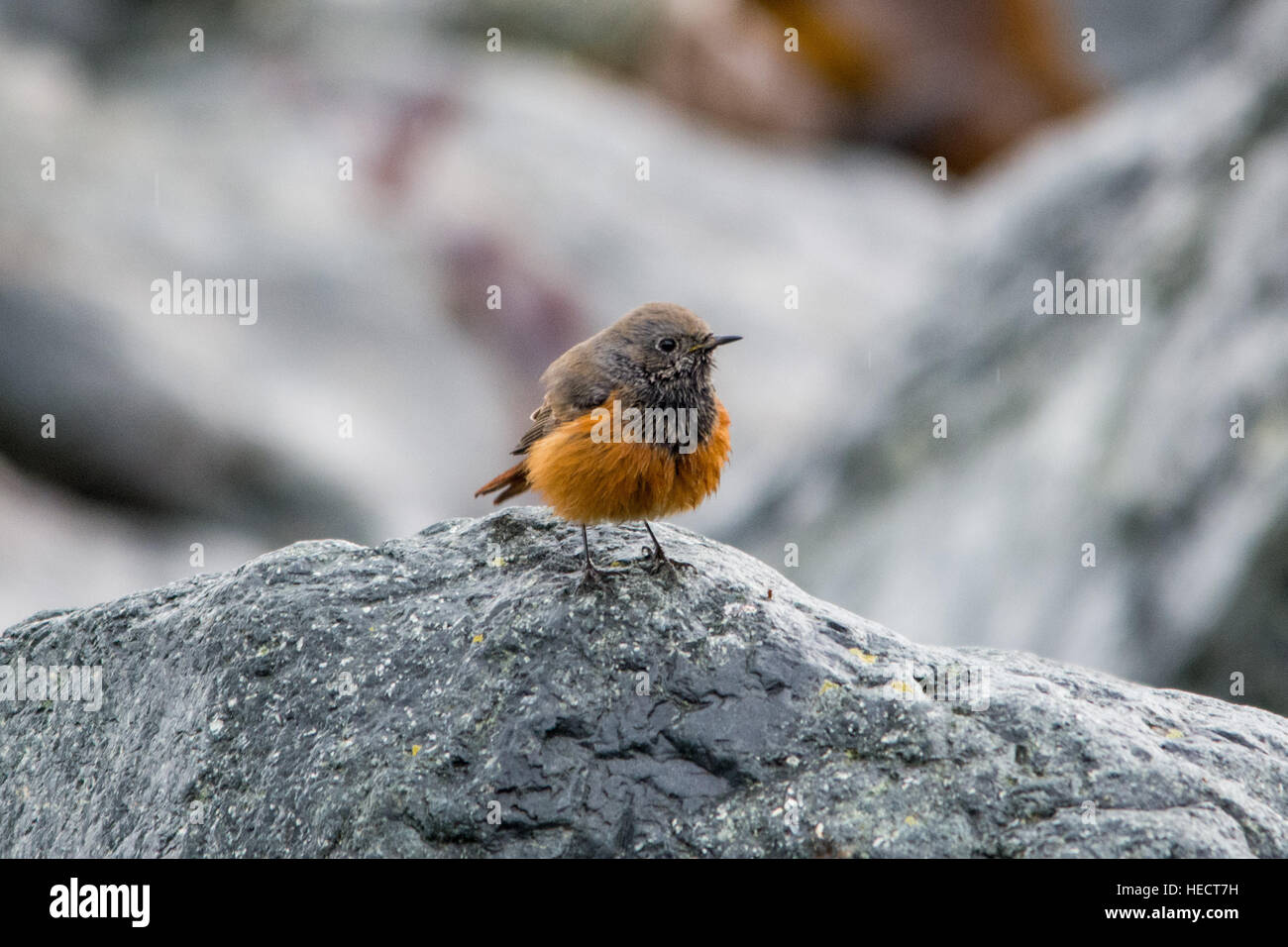 Mousehole, Cornwall, UK. 20th December 2016. A very rare Eastern Black Redstart bird(Phoenicurus ochruros phoenicuroides) has shown up on the seafront at Mousehole. Bird watchers are starting to gather in increasing numbers to see the bird. Credit: cwallpix/Alamy Live News Stock Photo