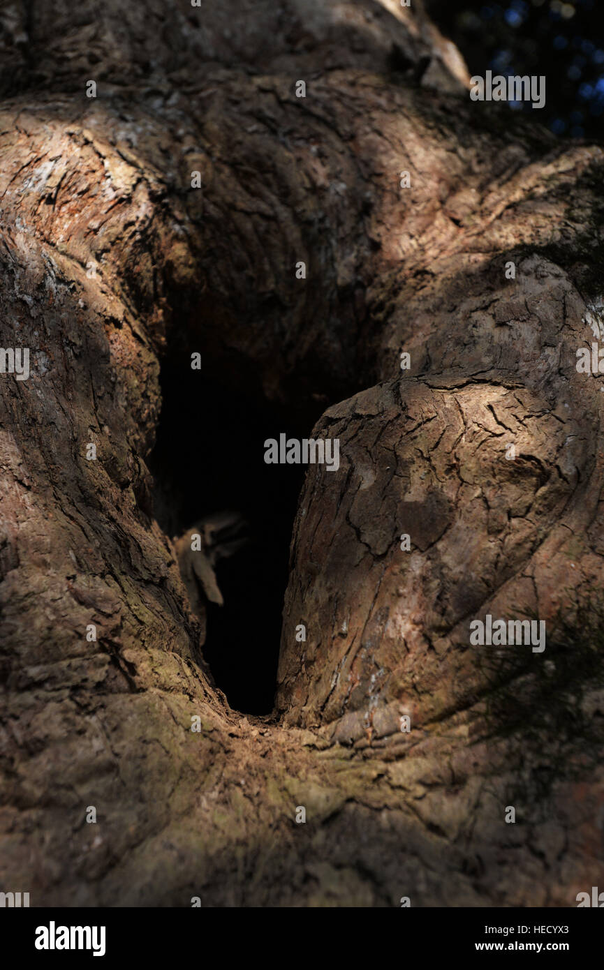 Xuancheng, Xuancheng, China. 17th Dec, 2016. Xuancheng, CHINA-December 17 2016: (EDITORIAL USE ONLY. CHINA OUT) .A 400-year-old hollow tree in Zhangjiawan Village, Langxi County, Xuancheng City, east China's Anhui Province, December 17th, 2016. It's introduced that leaves of the castanopsis sclerophylla can stand high temperature of 425 degree Celsius. © SIPA Asia/ZUMA Wire/Alamy Live News Stock Photo