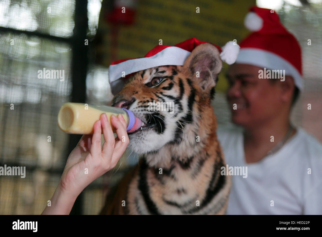 Malabon, The Philippines. 21st Dec, 2016. A Bengal Tiger Cub Named ...