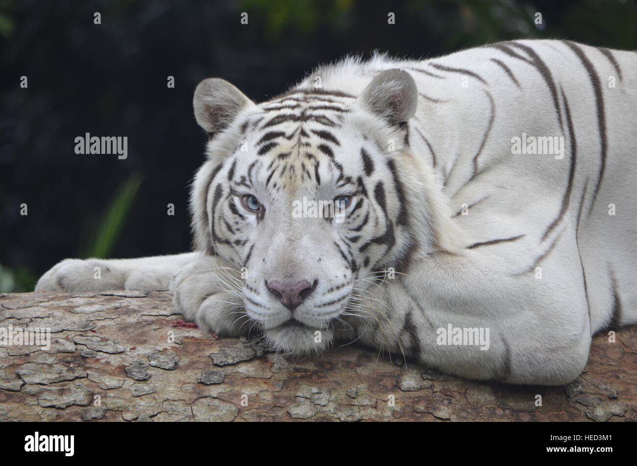 Omar the white tiger. Stock Photo